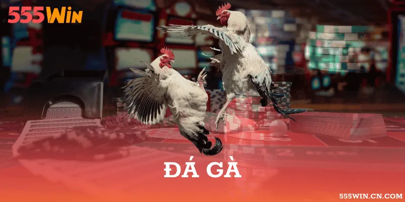 Xem và cược đá gà trực tiếp, hình ảnh sắc nét, kết quả minh bạch